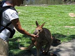 CairnsTC288 Wildlife Habitat